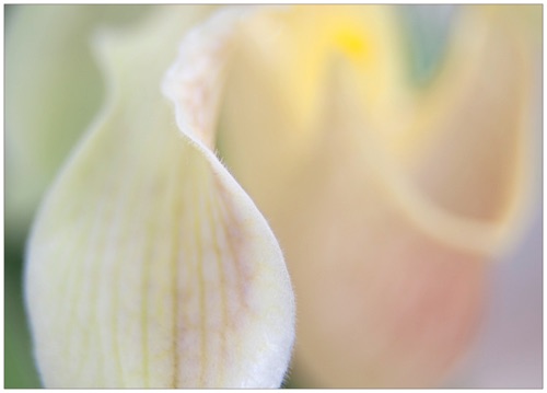 010 Slipper Orchid.jpg 010 Slipper Orchid.jpg